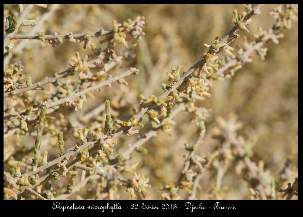 Thymelaea microphylla